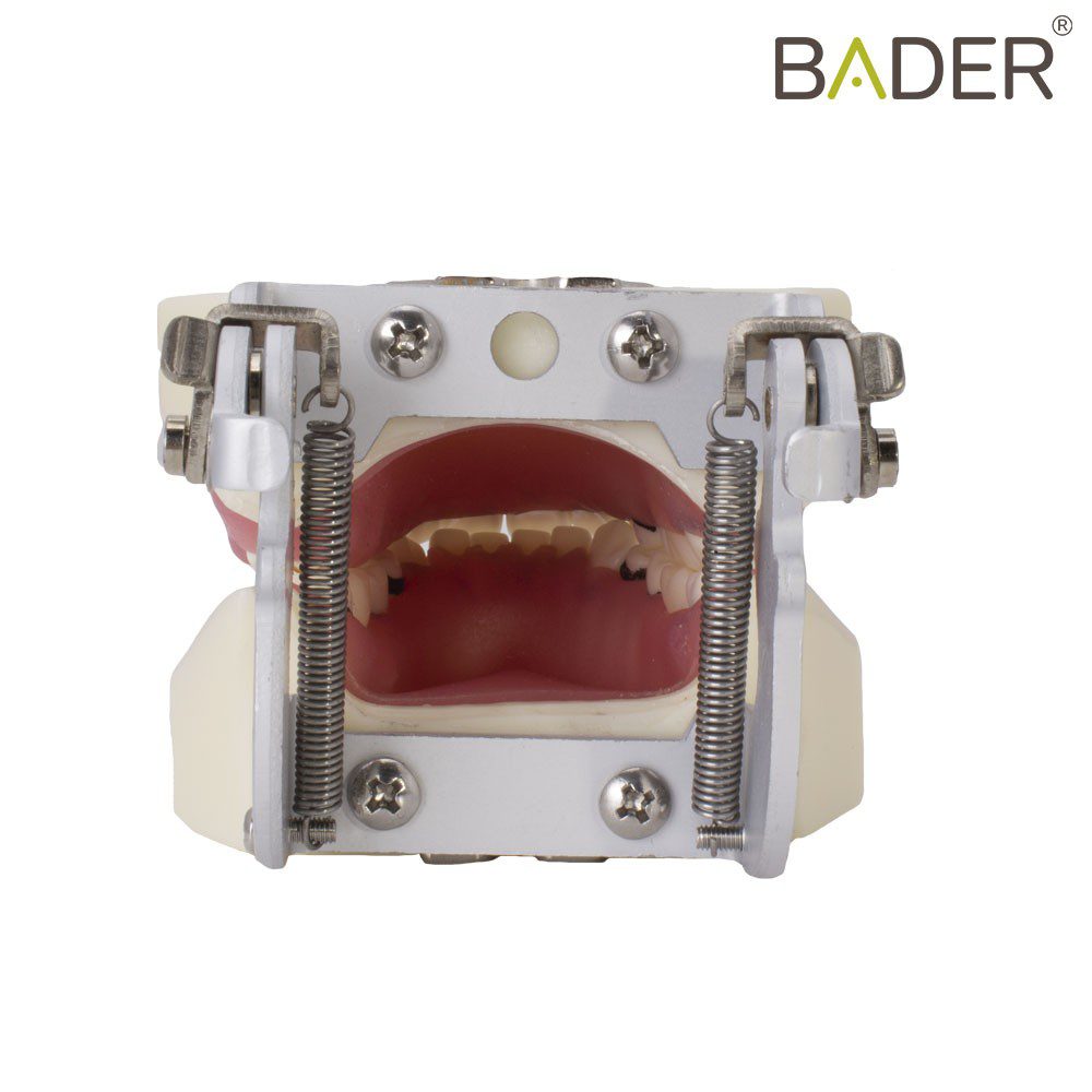 4058-Tipodonto-de-periodoncia-con-articulador.jpg