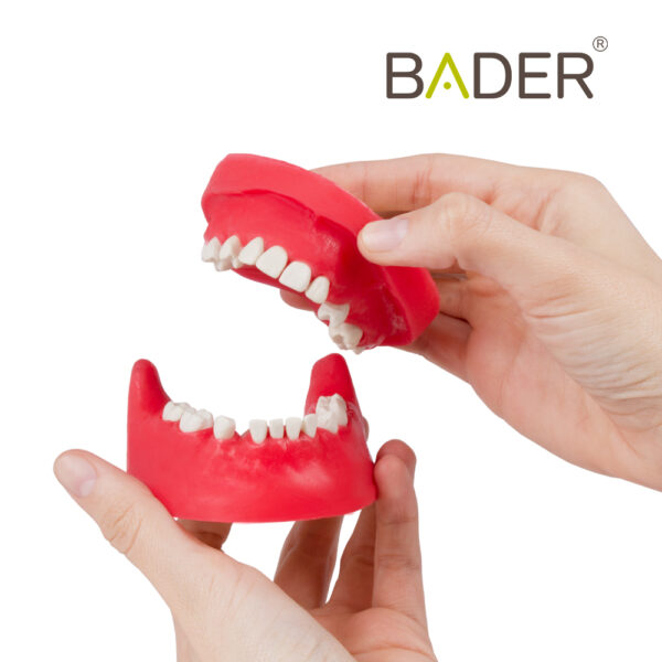 Tipodonto quirúrgico marca Bader dental