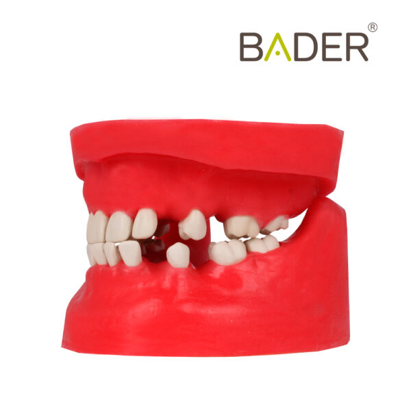 Tipodonto quirúrgico marca Bader dental